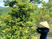 Tin tức - Nghề lạ ở Việt Nam: Loài hoa nở theo mùa trước chẳng ai ngó ngàng nay thành đặc sản tiền triệu, giúp người dân làm giàu