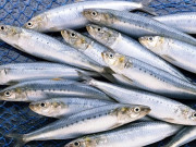 Sức khỏe - 11 loại cá "vô địch DHA", tốt cho não giúp sáng mắt, ở chợ Việt bán đầy, từ 15.000 đồng là mua được