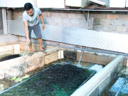 Tin tức - Nuôi con không chân, xưa phải lặn ngụp dưới bùn thu hoạch, nay “lên đời” thả trong bể xi măng, nông dân thu lãi hậu hĩnh