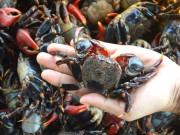 Lifestyle - Con này trước cho không ai ăn, giờ là đặc sản được săn lùng, thịt ngon hơn cả cua ghẹ, giá 80.000 đồng/kg