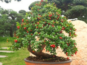 Tin tức - Cây dại cho hoa và quả đẹp mắt lên chậu thành bonsai độc lạ, mang lại may mắn thịnh vượng, có cây giá tỷ đồng