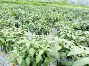 Tin tức - Nông dân đổi đời nhờ trồng loại cây có tên lạ, sau 5 tháng cho thu hoạch, mỗi vụ bỏ túi chục triệu đồng