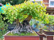 Tin tức - Loại cây dân dã thấy khắp làng quê nay lên đời thành bonsai dáng độc, vừa đẹp vừa hợp phong thủy, có cây giá tỷ đồng