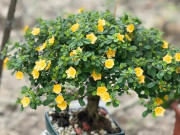 Tin tức - Cây dại mọc bờ ruộng nay đổi đời thành bonsai tiền triệu, được săn lùng vì dáng thế đẹp mắt