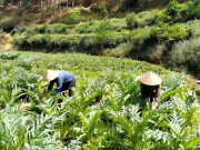 Tin tức - Nông dân đổi đời nhờ giống cây được ví “vàng xanh” ở miền núi, thu hoạch bán giá 800.000 đồng/kg vẫn hút khách