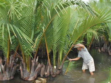 Thứ cây mọc dại dầm mình dưới nước giúp nông dân đổi đời, trồng một lần thu hoạch 10 năm, từ lá đến quả đều kiếm ra tiền