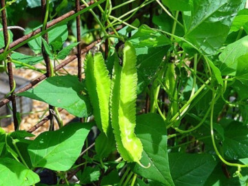 Sức khỏe - Loại rau bề ngoài xanh lét, sần sùi lại là "vàng xanh" cả thế giới săn lùng, kiểm soát đường huyết hiệu quả, chợ Việt có nhiều