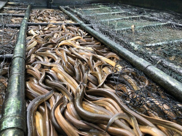 Cà Mau kêu gọi "giải cứu" lươn với giá 60.000 đồng/kg