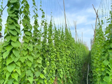 Nghề lạ ở Việt Nam: Trồng cây dại ít tốn công chăm sóc, gieo 1 lần thu hoạch 10 năm, làm thành đặc sản "vạn người mê"