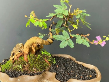 Tin tức - Cây hoa dại mọc đầy ruộng nghe tên hơi "ngại ngùng", nay lên chậu thành bonsai đẹp lạ, giá từ 500.000 đồng/chậu