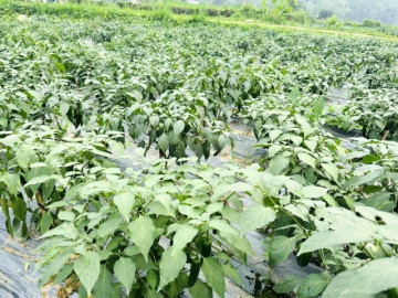 Nông dân đổi đời nhờ trồng loại cây có tên lạ, sau 5 tháng cho thu hoạch, mỗi vụ bỏ túi chục triệu đồng