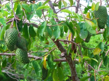 Tin tức - Nông dân miền Tây đổi đời nhờ trồng cây được ví là “vàng xanh”, sau 8 tháng cho trái to bự, cứ thu hoạch là hết veo