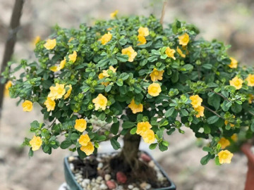 Tin tức - Cây dại mọc bờ ruộng nay đổi đời thành bonsai tiền triệu, được săn lùng vì dáng thế đẹp mắt