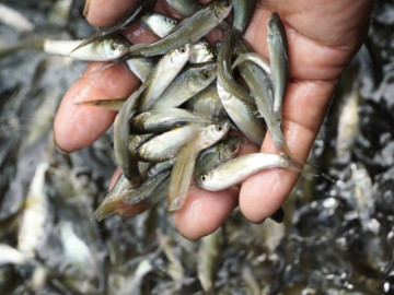 Sức khỏe - 12 loại cá nước ngọt sạch nhất Việt Nam, giàu dinh dưỡng được ví là "kho báu vitamin" nhưng nhiều bà nội trợ hay bỏ qua