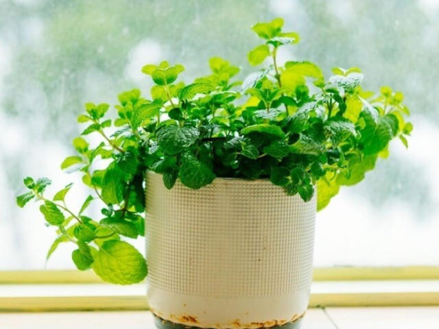 Loại cây rẻ tiền được khuyên trồng trong nhà vừa giúp lọc không khí, đuổi côn trùng, lại tốt cho sức khỏe