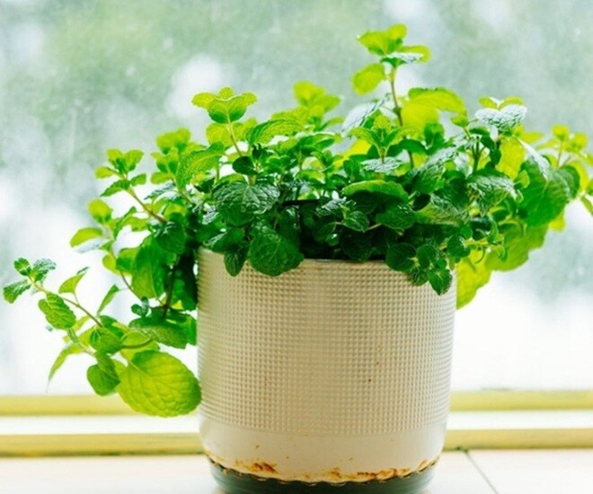 Bạc hà có thể trồng trong nhà sẽ mang lại nhiều giá trị cho sức khỏe. Ảnh minh họa. 