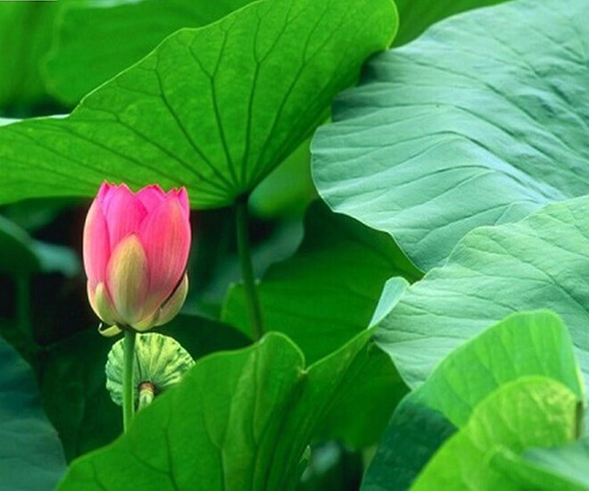 Lá sen có nhiều tác dụng với sức khỏe, nhưng ít được mọi người quan tâm. Ảnh minh họa. 