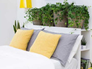 Sức khỏe - Ai cũng nên trồng cây này trong nhà giúp tỏa hương thơm và làm gia vị, tránh được tà khí, khi ngủ lại tốt cho sức khỏe
