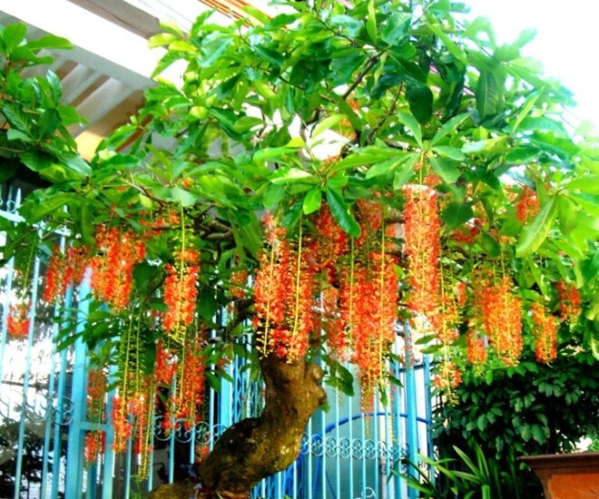Cây lộc vừng ngoài ý nghĩa phong thủy còn có thể làm rau và vị thuốc. Ảnh minh họa. 