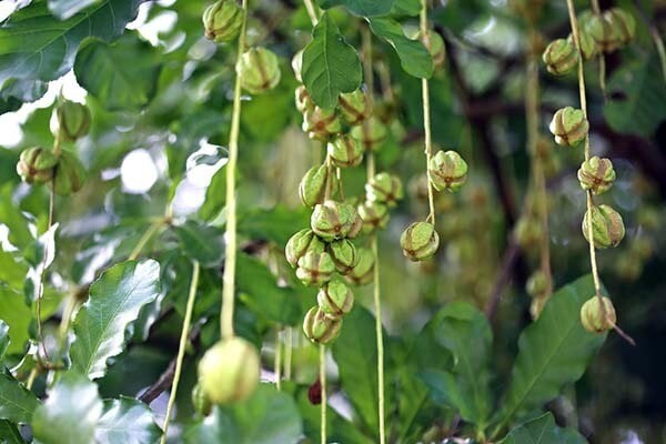Quả của cây lộc vừng có thể làm thuốc, nhưng do chứa độc tố nên không tự ý sử dụng. Ảnh minh họa. 