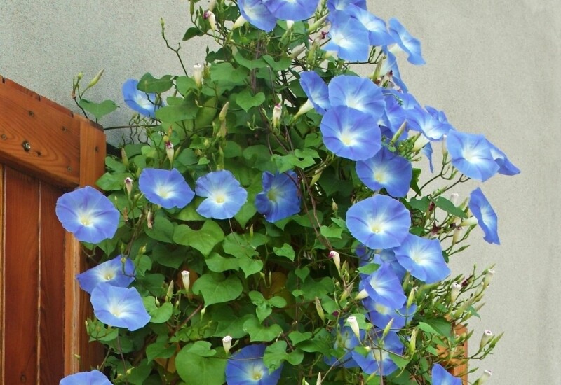 1. Hoa bìm bìm là loài dây leo quen thuộc với sức sống cực kỳ mạnh mẽ, hạt rơi xuống đất là có thể nảy mầm và phát triển nhanh chóng. Cây không kén đất, không kén môi trường, từ đất vườn, bờ tường đến những nơi khô cằn đều có thể sinh trưởng tốt. 