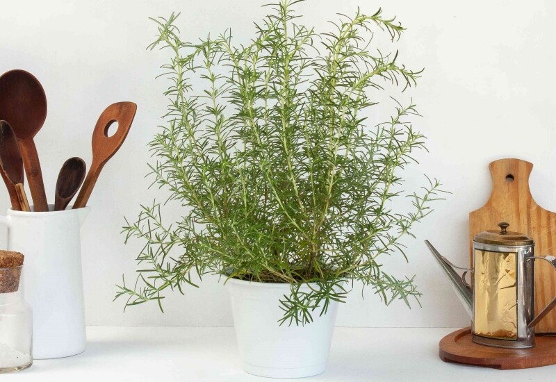 1. Hương thảo không chỉ là một loại cây gia vị mà còn được cho là mang lại cảm giác trong lành, dễ chịu cho không gian sống, giúp tạo ra nguồn năng lượng tích cực, có khả năng bảo vệ nhà cửa. Vì vậy các chuyên gia phong thủy khuyên nên đặt một chậu hương thảo trong bếp.