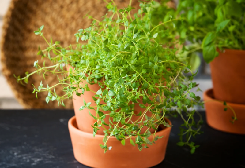 1. Cỏ xạ hương không chỉ là loại thảo mộc quen thuộc trong nấu ăn mà còn giúp xua đuổi muỗi nhờ hương thơm tự nhiên từ tinh dầu trong lá. Khi được trồng thành từng bụi dày ở sân vườn hoặc ban công, cây góp phần hạn chế sự xuất hiện của côn trùng. 