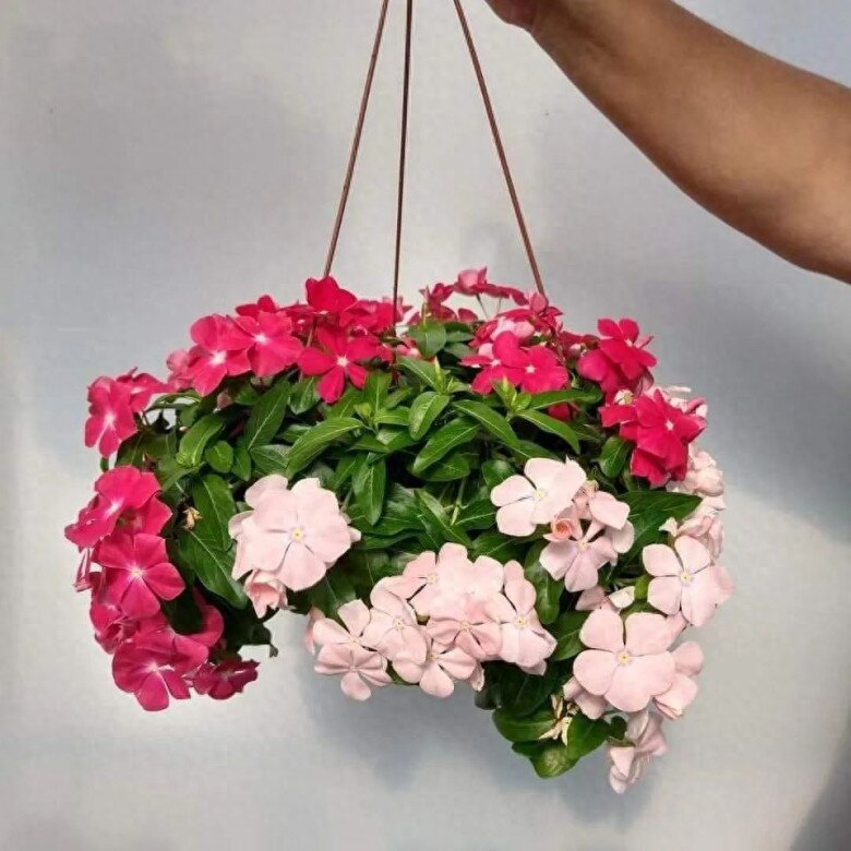 10 chậu trầu bà không bằng 1 chậu hoa này, vừa đẹp vừa dễ trồng, người lười mấy cũng chăm hoa nở quanh năm được - 2