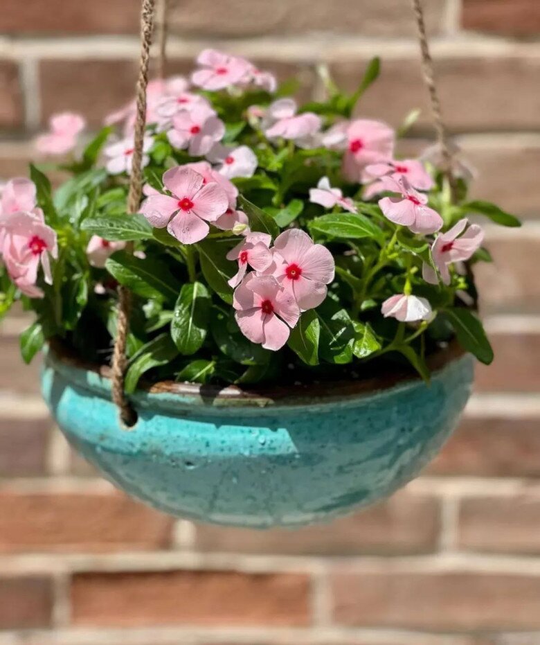 10 chậu trầu bà không bằng 1 chậu hoa này, vừa đẹp vừa dễ trồng, người lười mấy cũng chăm hoa nở quanh năm được - 1