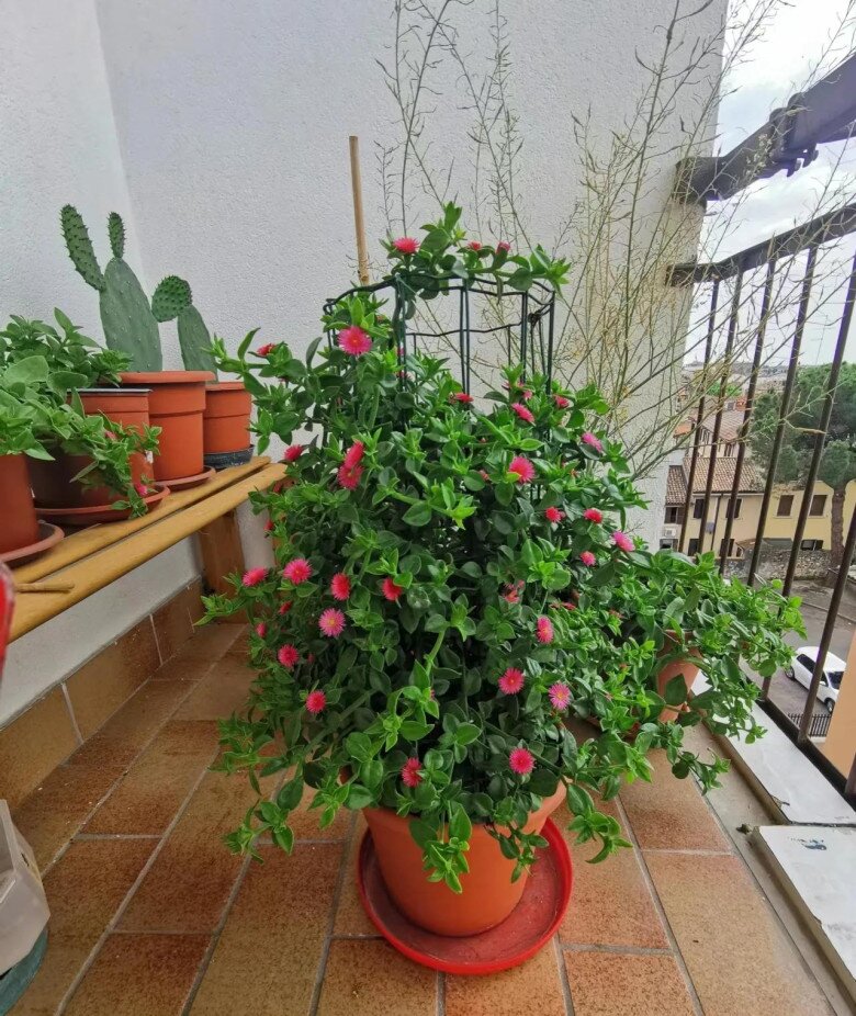 5 loại hoa này là “chúa tể mùa hè”, cắm cành vào đất là sống, càng nắng gắt càng nở rực rỡ - 4