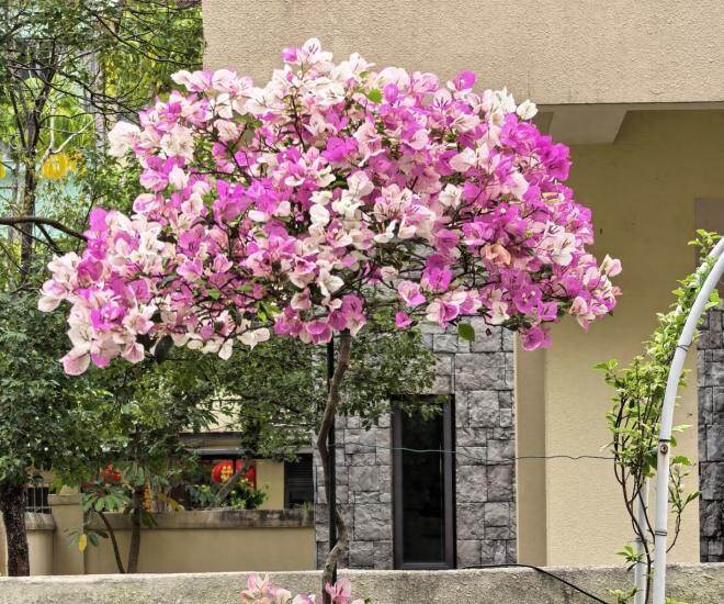 Xem thêm: Hoa giấy vừa đẹp vừa siêng nở hoa, mang lại may mắn và hạnh phúc nhưng 4 người này không nên trồng