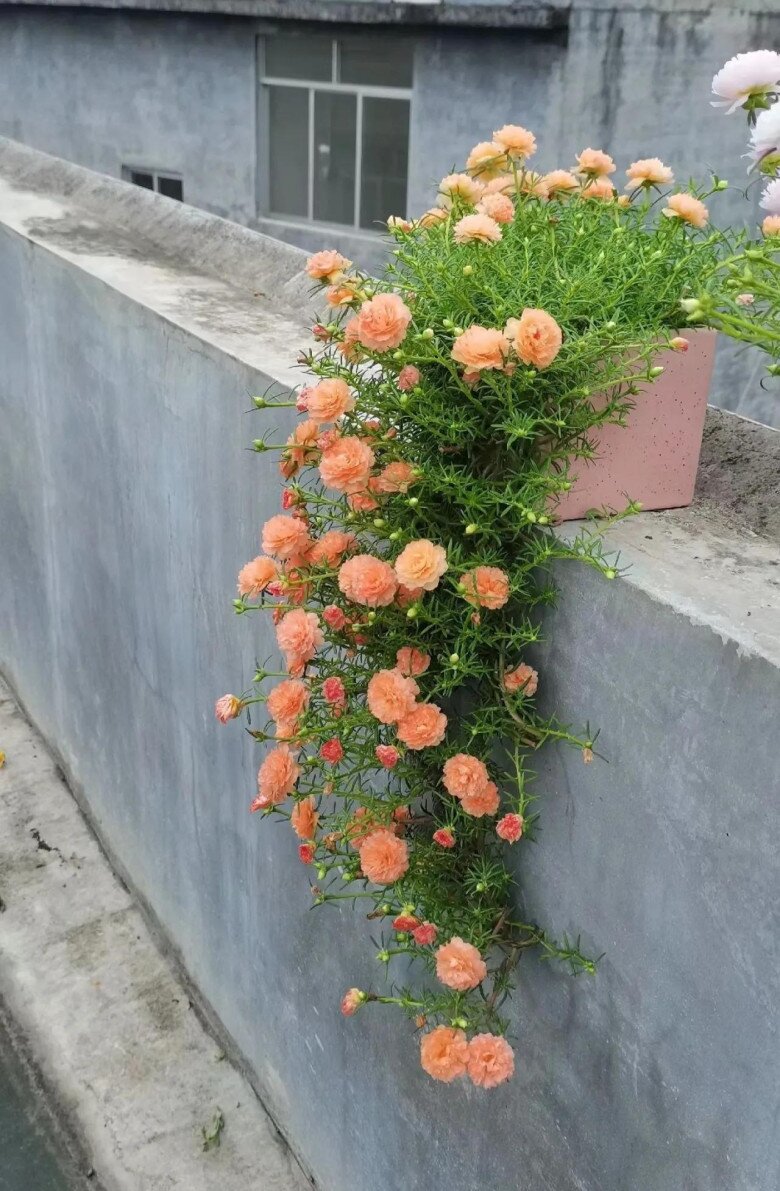 5 loại hoa này là “chúa tể mùa hè”, cắm cành vào đất là sống, càng nắng gắt càng nở rực rỡ - 3