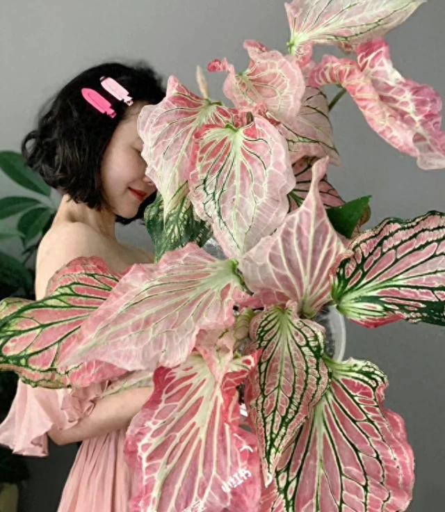 6 cây không cần nở hoa vẫn đẹp sang chảnh, nhà giàu mê mẩn, trồng 1 chậu là không gian nâng tầm ngay lập tức - 4