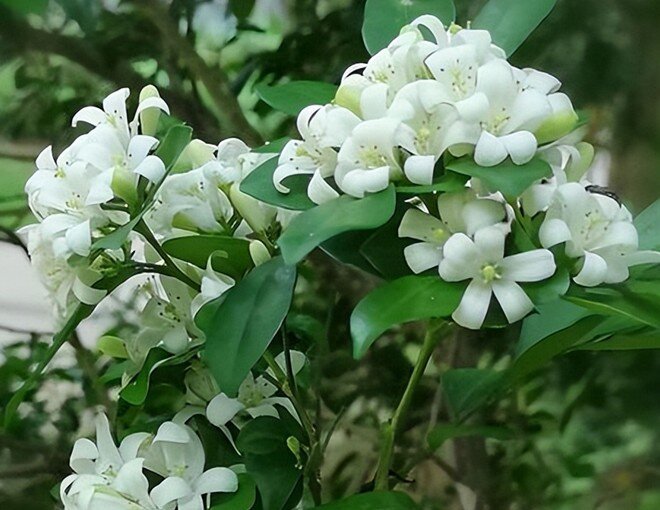 6 loại hoa thơm dễ trồng hơn trầu bà, chỉ cần một bông nở thôi cũng đủ làm thơm ngát cả nhà - 1