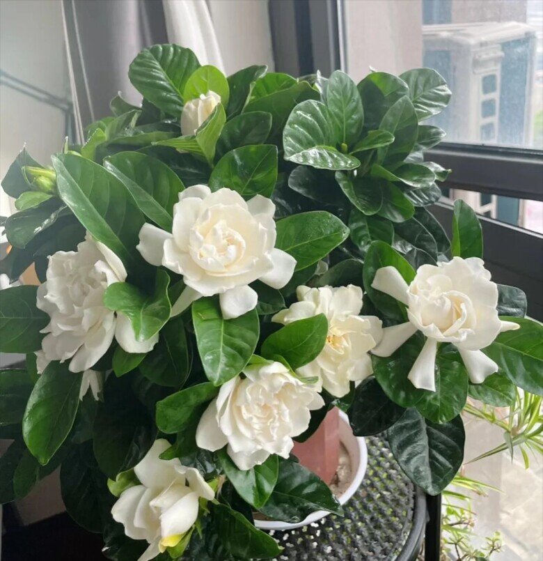 6 loại hoa thơm dễ trồng hơn trầu bà, chỉ cần một bông nở thôi cũng đủ làm thơm ngát cả nhà - 4