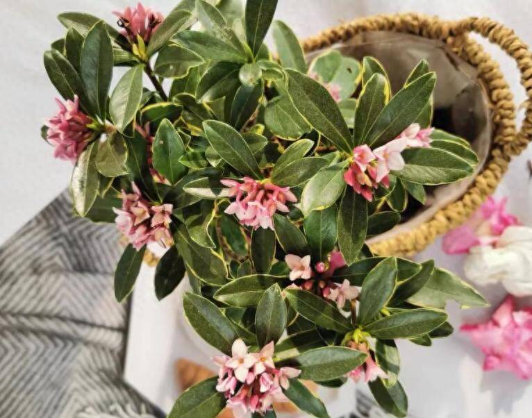 3 c&acirc;y thơm trồng một lần hưởng lợi cả đời, đuổi sạch muỗi, gọi qu&yacute; nh&acirc;n, t&agrave;i lộc tự t&igrave;m đến - 4