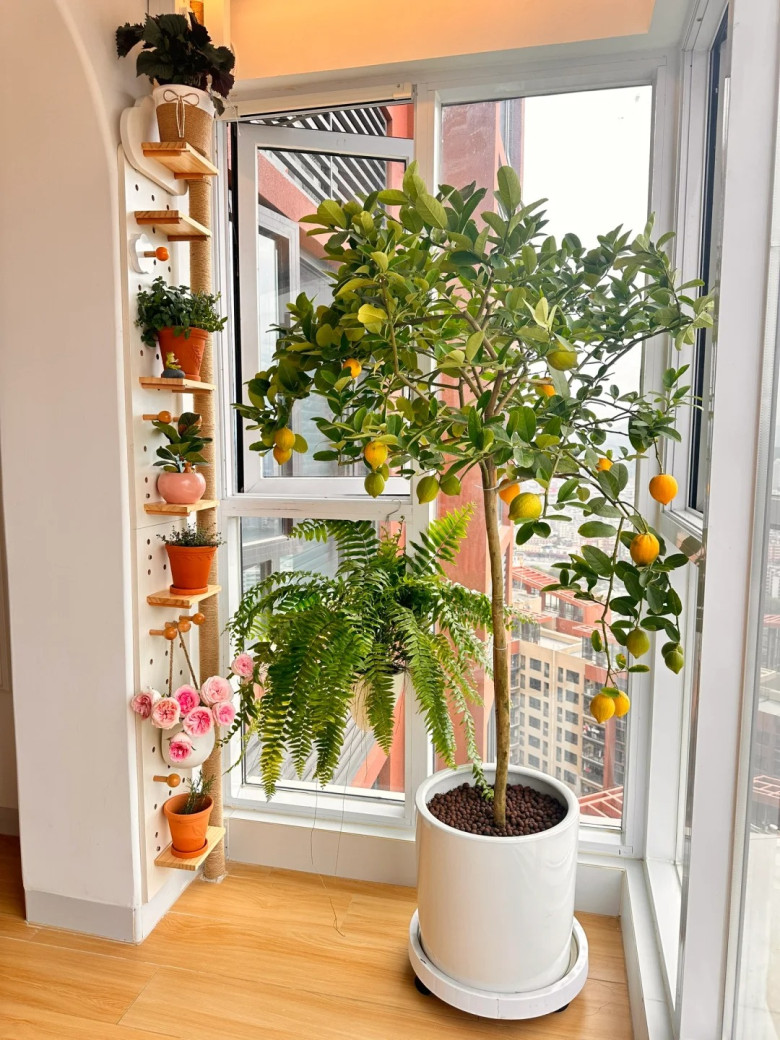 3 c&acirc;y thơm trồng một lần hưởng lợi cả đời, đuổi sạch muỗi, gọi qu&yacute; nh&acirc;n, t&agrave;i lộc tự t&igrave;m đến - 5