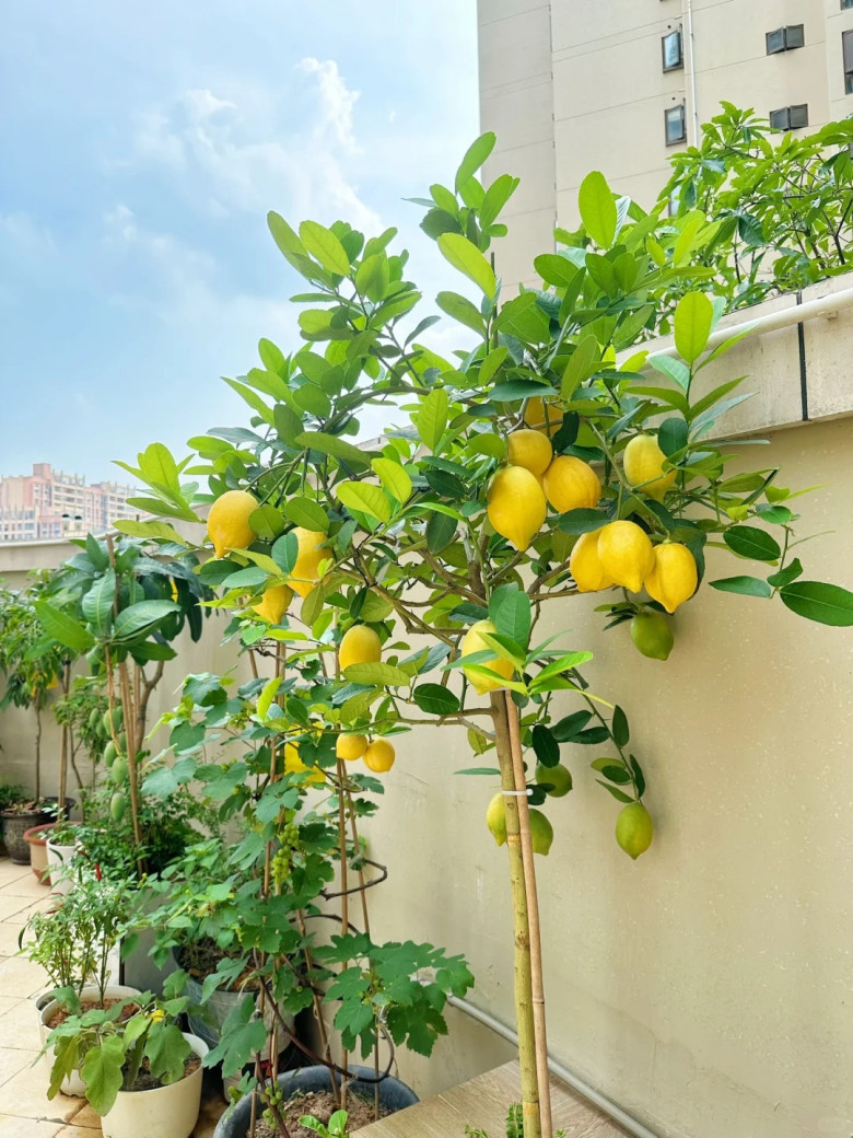 3 c&acirc;y thơm trồng một lần hưởng lợi cả đời, đuổi sạch muỗi, gọi qu&yacute; nh&acirc;n, t&agrave;i lộc tự t&igrave;m đến - 6