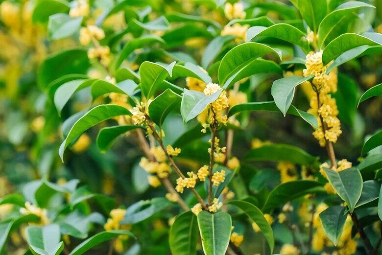 Xem th&ecirc;m: Tại sao kh&ocirc;ng n&ecirc;n trồng c&acirc;y mộc hương trước nh&agrave;? Đ&acirc;y kh&ocirc;ng phải m&ecirc; t&iacute;n m&agrave; c&oacute; cơ sở cả