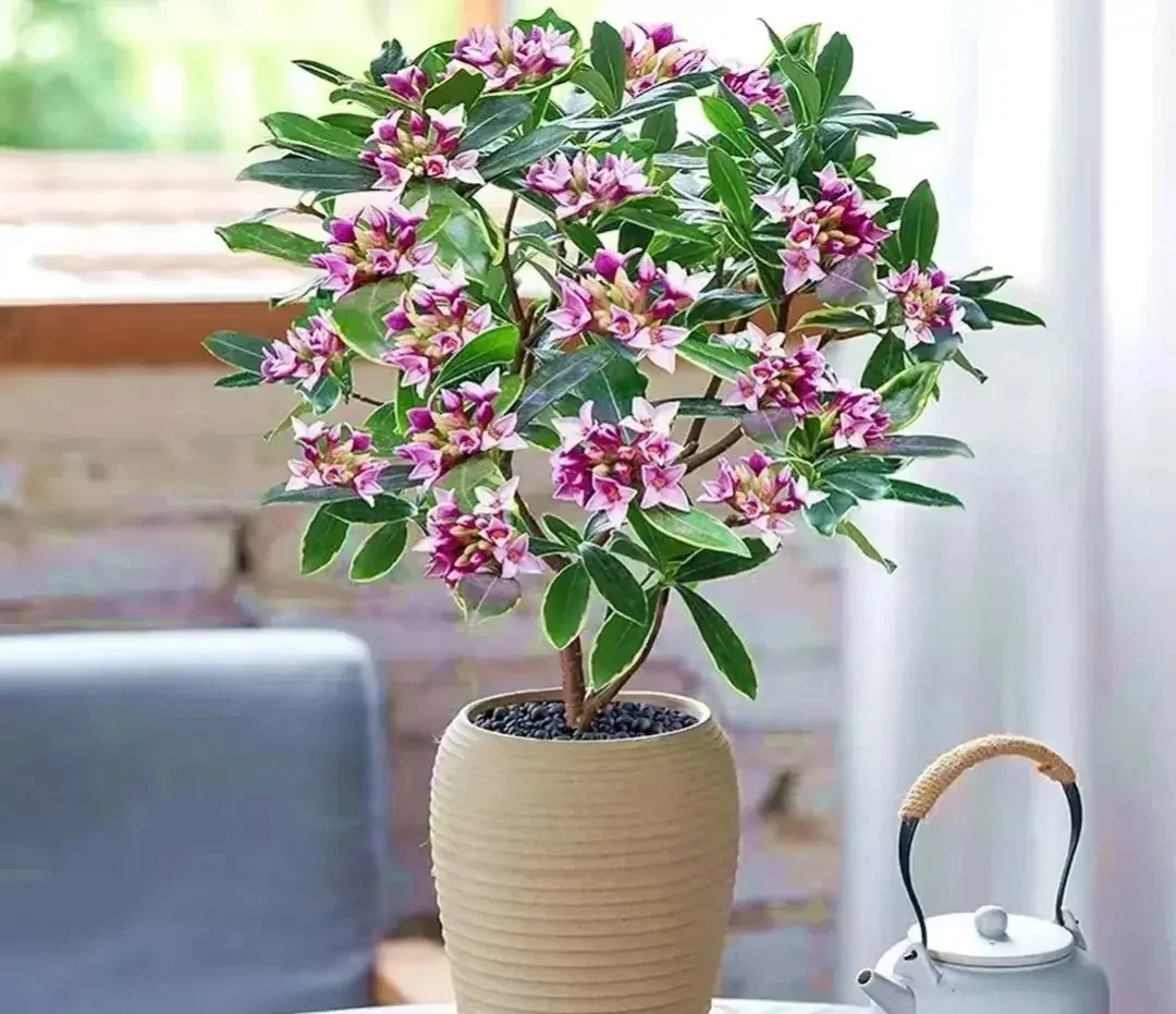 3 c&acirc;y thơm trồng một lần hưởng lợi cả đời, đuổi sạch muỗi, gọi qu&yacute; nh&acirc;n, t&agrave;i lộc tự t&igrave;m đến - 3