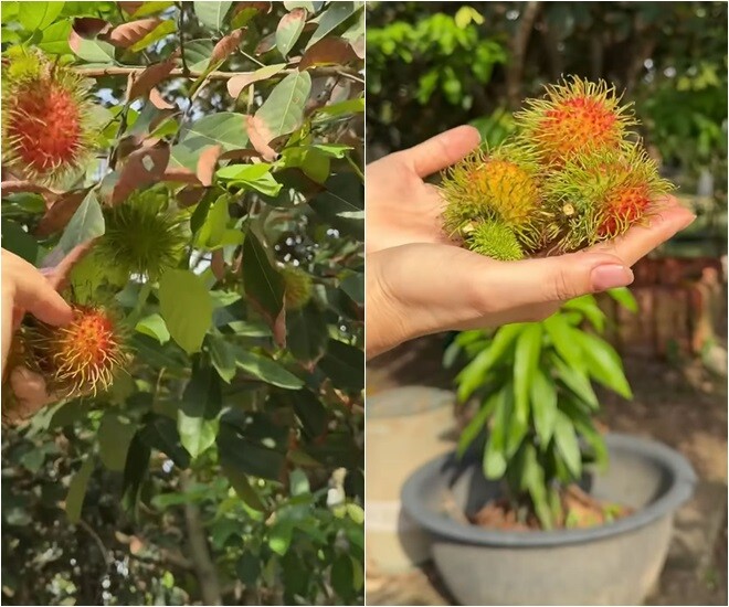 Cô dí dỏm tự khen: Đỉnh quá à! Nhìn thấy nhà mình đỉnh ghê! Sao mà có được chôm chôm để ăn như vậy được? Thật là tuyệt vời! Cảm ơn chôm chôm nhiều nha! Bây giờ mình lấy rổ mình bỏ vô. Cảm ơn các bạn nha!