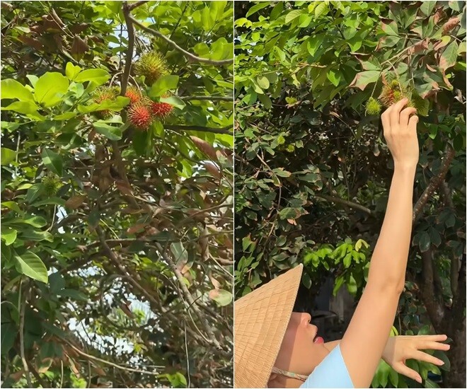 Nữ ca sĩ thích thú hái những trái chôm chôm xuống để thưởng thức tại vườn. Thói quen hái và thưởng thức nông sản ngọt lành ngay tại gốc mang đến cho cô những trải nghiệm nguyên bản, đậm chất làng quê thanh bình.