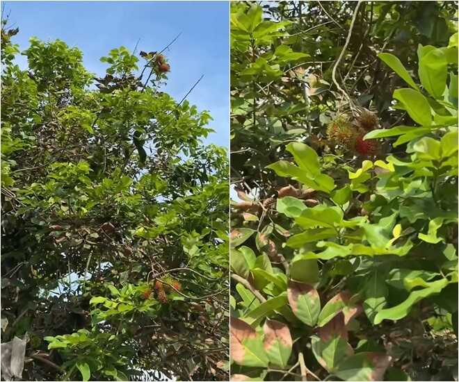  Góc vườn râm mát ngập tràn sắc xanh của những tán chôm chôm đang độ vào mùa sinh trưởng mạnh mẽ nhất. Từng chùm quả non bắt đầu lộ diện trên các cành cao, hứa hẹn đem lại một vụ thu hoạch vô cùng năng suất cho gia chủ trong thời gian tới.