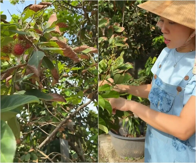 Nữ ca sĩ tiếp tục dẫn người xem đi khám phá  khu vườn trù phú, nơi những gốc cây vẫn đang liên tục đơm hoa kết trái: Nó còn đang ra hoa nữa nè, thấy không? Chứng tỏ là còn lên nữa...