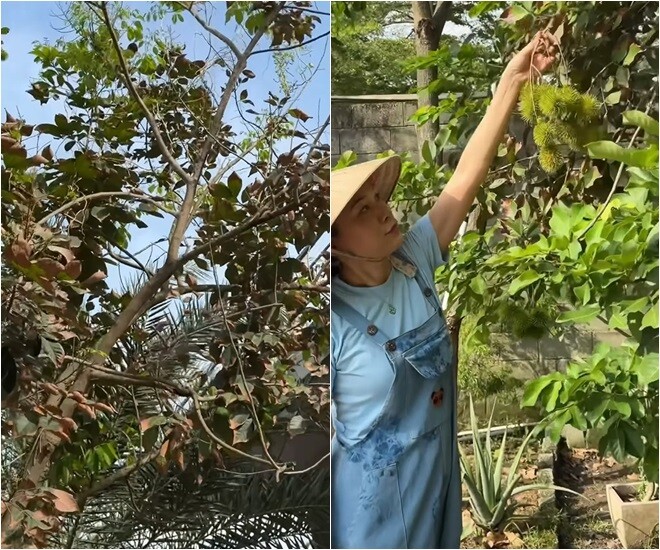 Ngoài những cây xanh tốt cũng có những cây chôm chôm bị chết cành. Nhiều dân mạng đoán là do cháy nắng. Một cây khác rất sai quả nhưng đang ở độ có non.