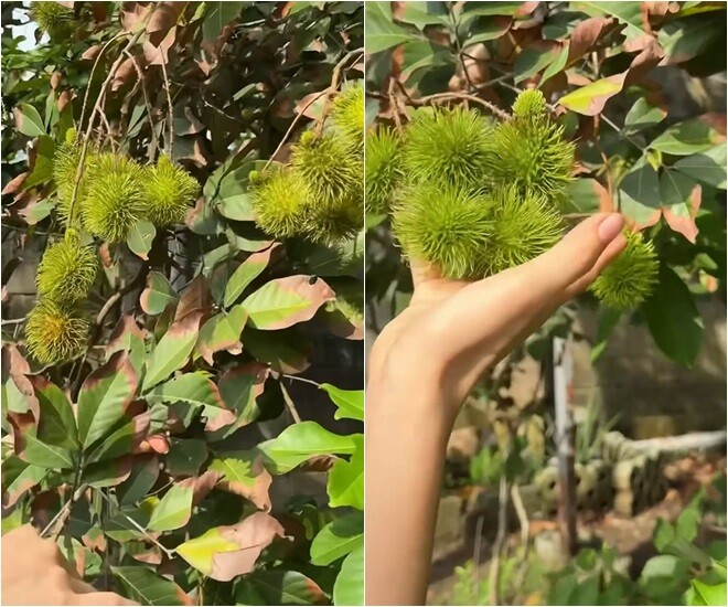 Cận cảnh chùm nông sản đầu mùa sở hữu lớp vỏ gai góc, mang sắc xanh căng tràn sức sống. Đầy tự hào trước thành quả lao động của mình sau chuỗi ngày dài vun xới, họa mi tóc nâu liên tục cảm thán đầy hạnh phúc.