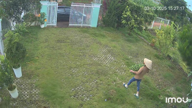 Góc nhìn từ trên cao xuống phần sân trước rộng rãi được thiết kế theo dạng gạch trồng cỏ thông thoáng, giúp thoát nước tốt đồng thời giữ được mảng xanh tự nhiên. Hình ảnh nữ ca sĩ Hoàng Lê Vi đội nón lá, tự tay ôm buồng chuối vừa thu hoạch trong vườn cho thấy cuộc sống làm nông thuần túy, an yên của cô.