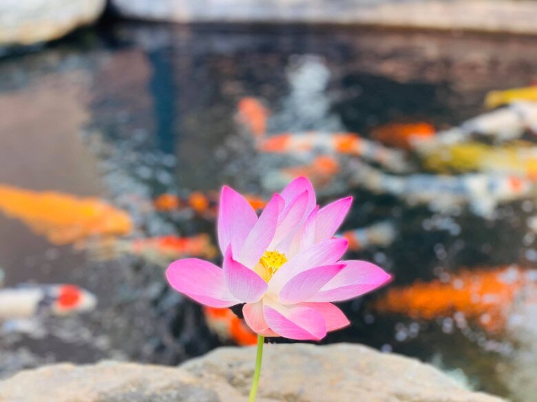 Hoa trái từng chùm và quang cảnh tuyệt đẹp trong khu vườn ở biệt thự 20 tỷ của nữ Chủ tịch Nhật Kim Anh - 27