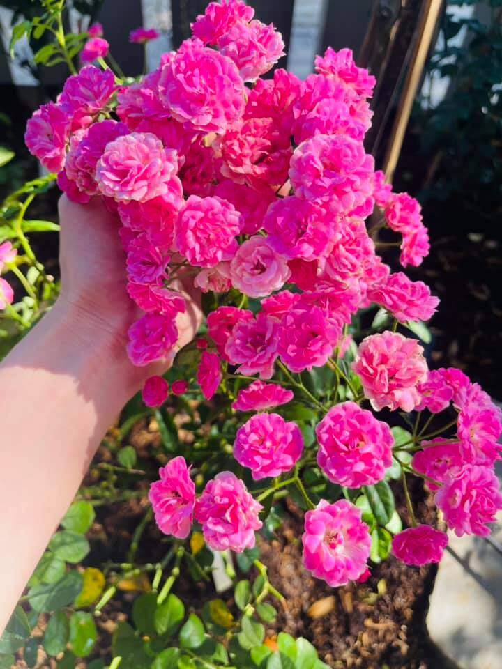 Hoa trái từng chùm và quang cảnh tuyệt đẹp trong khu vườn ở biệt thự 20 tỷ của nữ Chủ tịch Nhật Kim Anh - 19