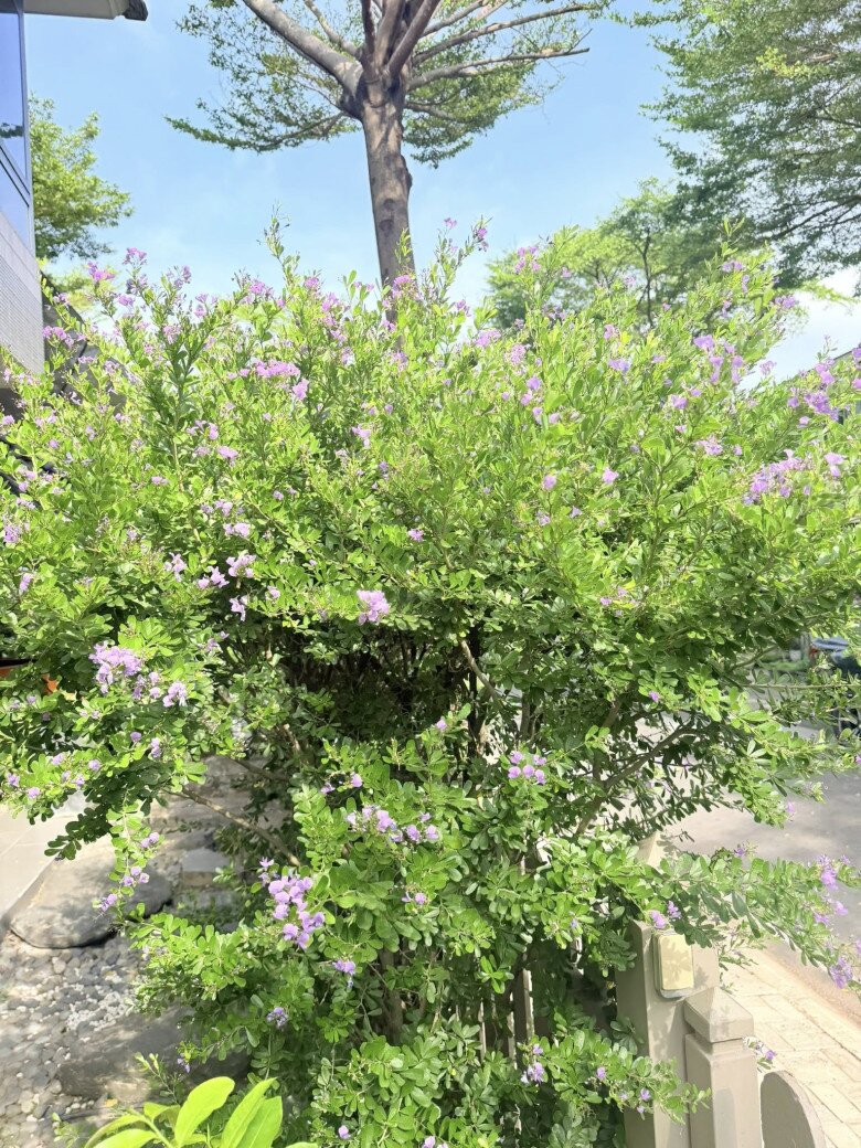 Hoa trái từng chùm và quang cảnh tuyệt đẹp trong khu vườn ở biệt thự 20 tỷ của nữ Chủ tịch Nhật Kim Anh - 8